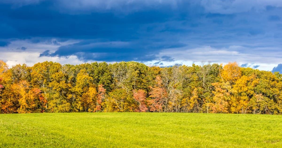 THC vs. CBD: Effects, Benefits, and Key Differences