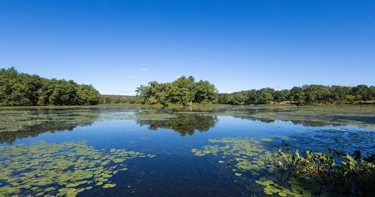 Sativa vs. Indica vs. Hybrid: What's the Real Difference?