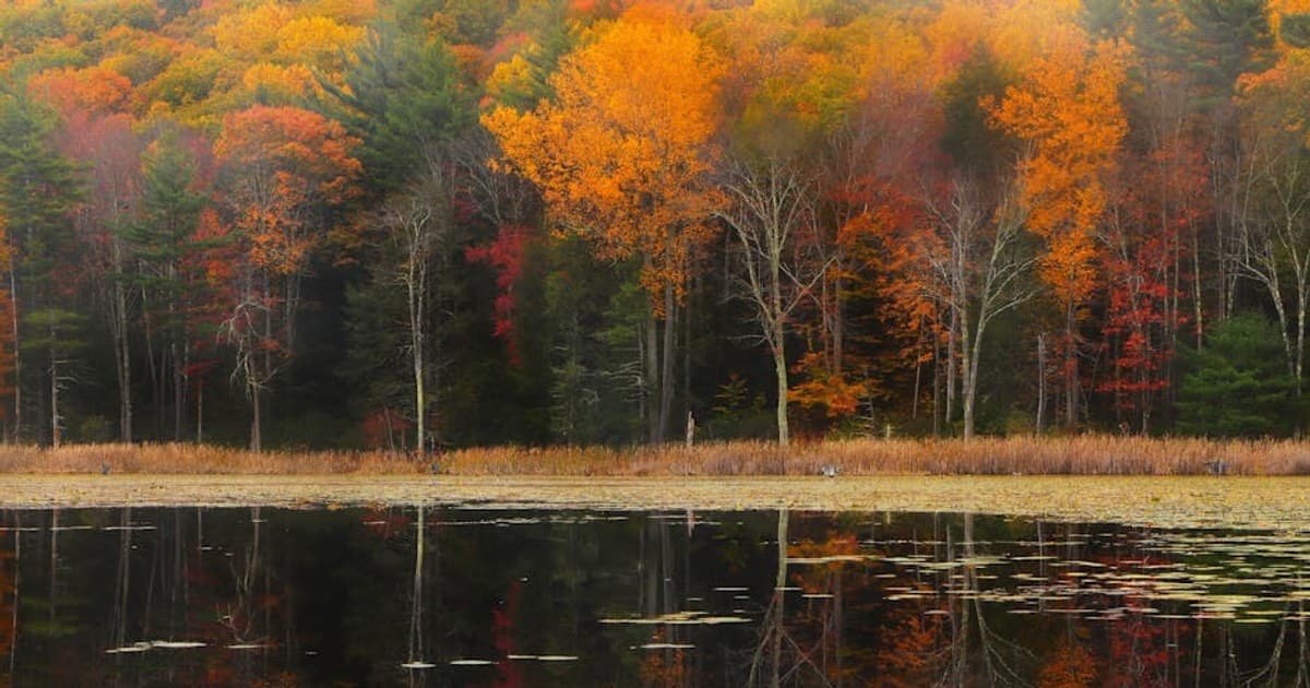 Cannabis and Pets: Is It Safe? What Every Pet Owner Should Know