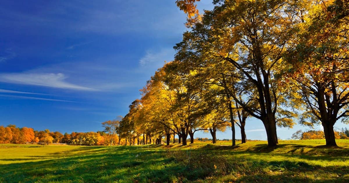 Cannabis Tolerance Breaks: What They Are and How to Take One