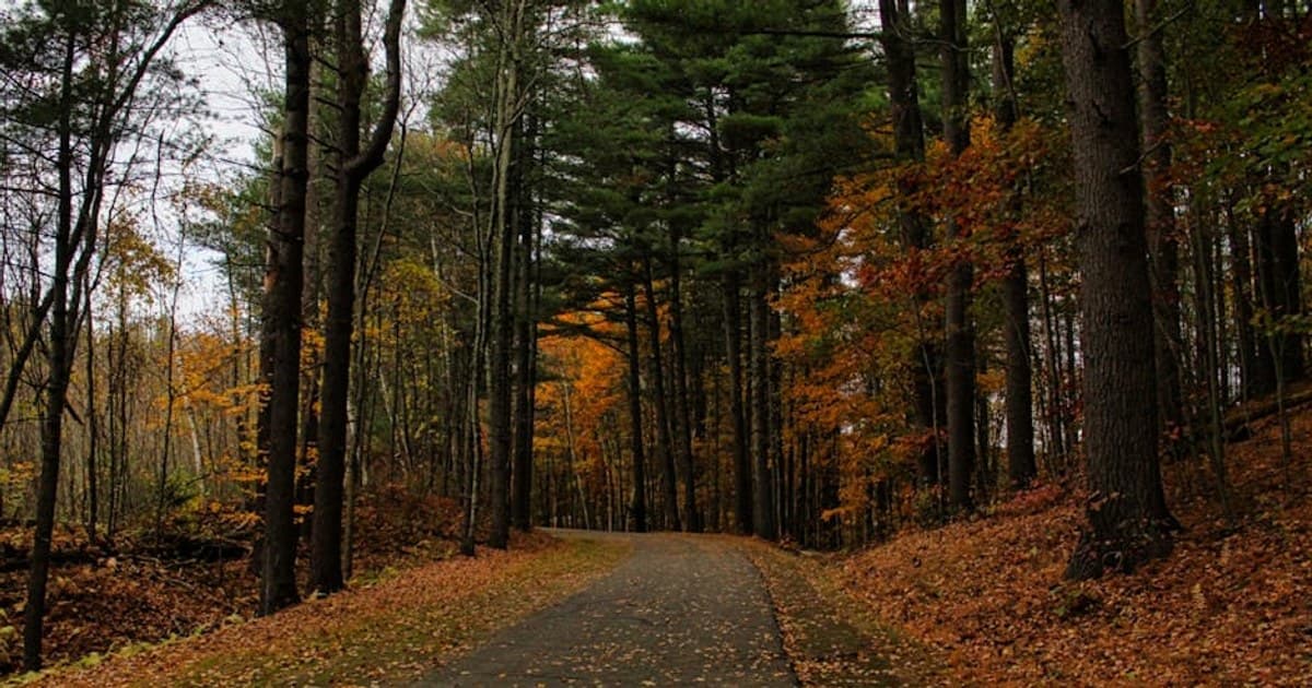 Organic vs. Conventional Cannabis: Does Growing Method Affect Quality?