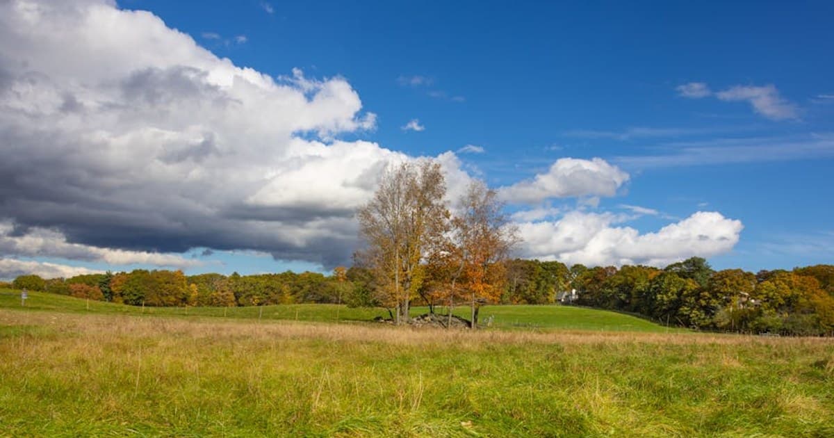 Cannabis for Arthritis: Research on Cannabinoids and Joint Pain