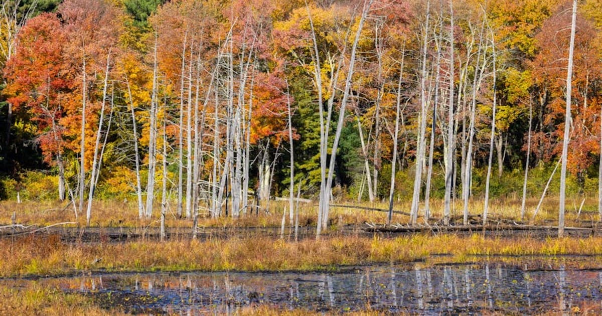 Cannabis in the Workplace: Drug Testing, Employment Law, and Your Rights