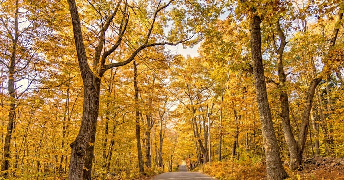 Myrcene, Limonene, Linalool: A Guide to the Most Common Terpenes