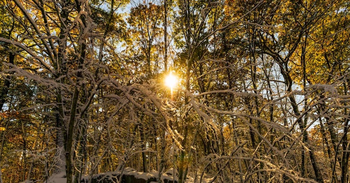 CBG Explained: Benefits, Uses, and How It Differs from CBD