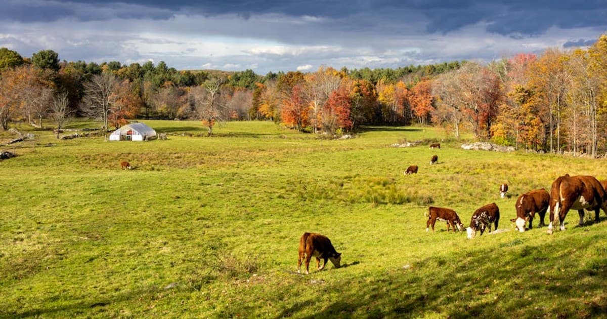 The Entourage Effect: Why Whole-Plant Cannabis May Work Better