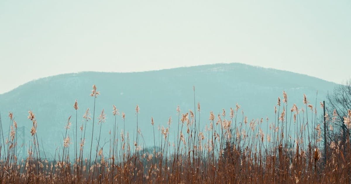 Is Cannabis Addictive? Understanding Cannabis Use Disorder