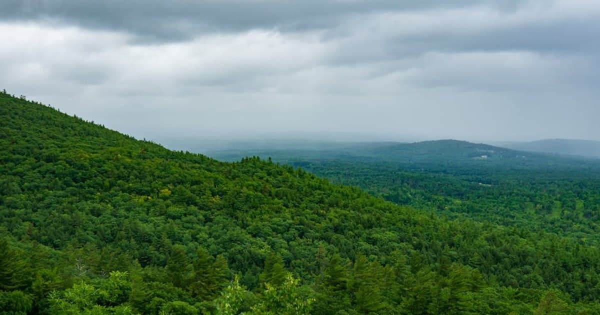 Live Resin vs. Live Rosin vs. Distillate: What's the Difference?