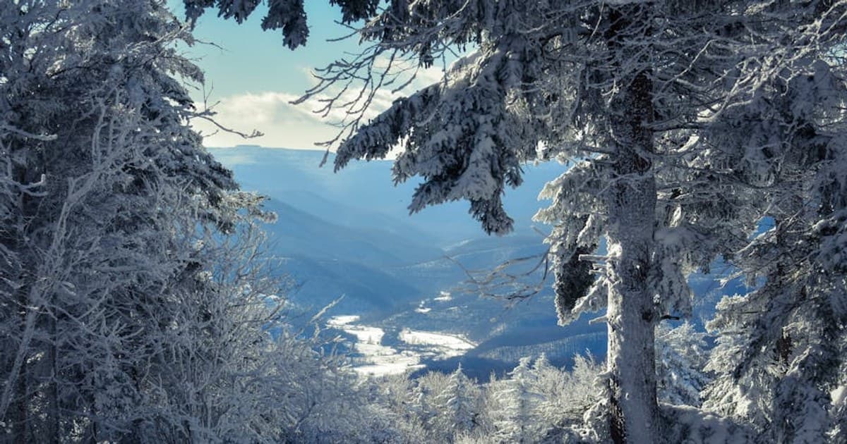 Cannabis Concentrates and Extracts: A Beginner's Overview