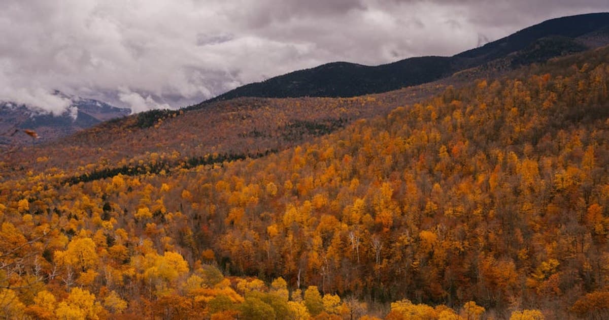 Is Cannabis Legal in My State? A State-by-State Guide to Marijuana Laws