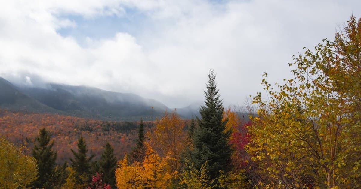 Full-Spectrum vs. Broad-Spectrum vs. Isolate CBD: Which Is Right for You?