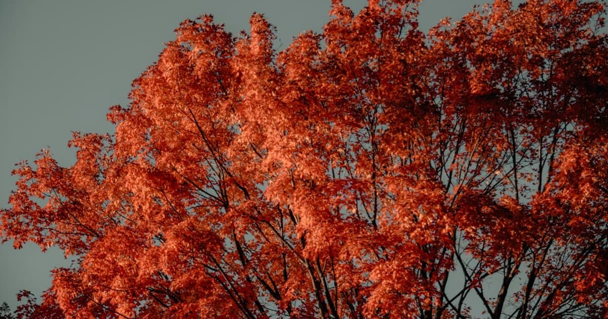 Orange tree in sunset light