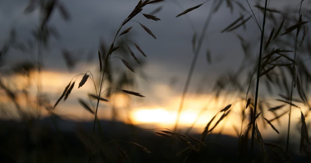 Grass, sunset