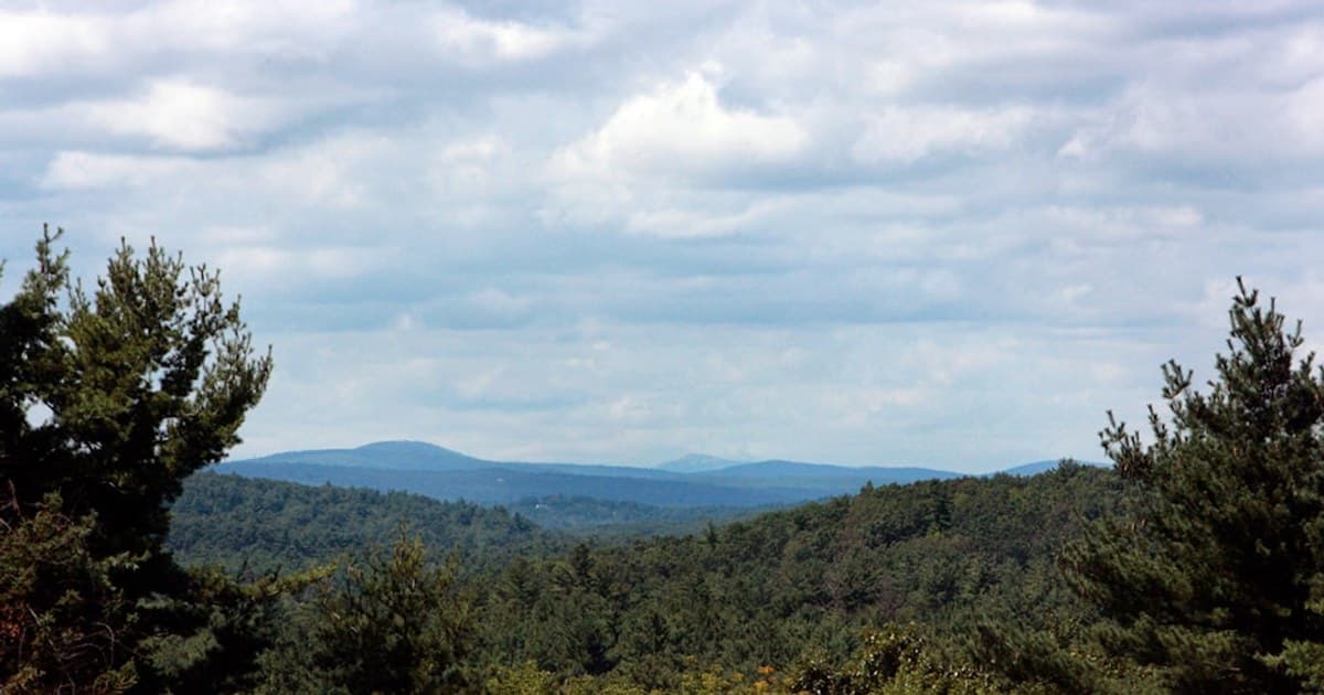 a view of a forest