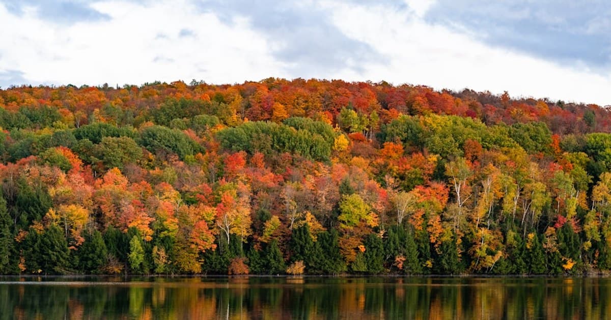 green and brown trees beside body of water during daytime