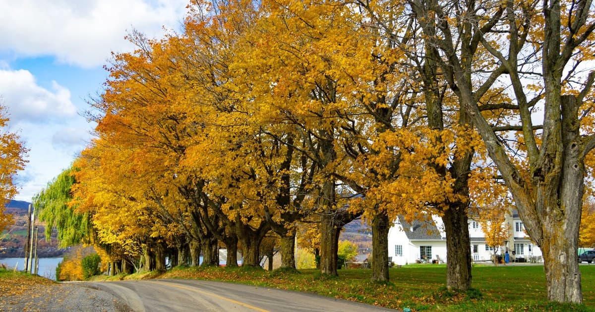 Beautiful rural road in Saint-François-de-l'Île-d'Orléans, Quebec, lined with vibrant autumn trees.